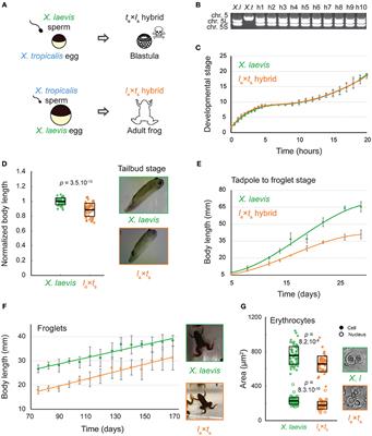 Xenopus Hybrids Provide Insight Into Cell and Organism Size Control